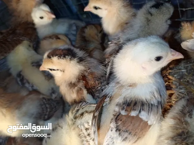 كتاكيت كويتي مطوك كريمي خط اول شرط اقره الوصف علمود لا اتعبك وتعبني