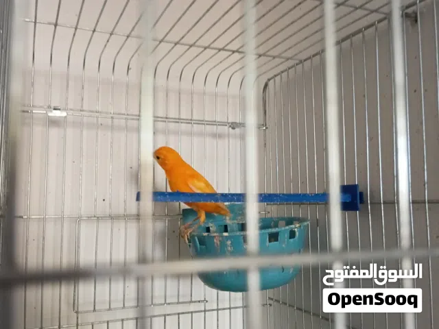 متوفر حبات كنار جاهزه الاغلب فحول موجودات اربد الحصن
