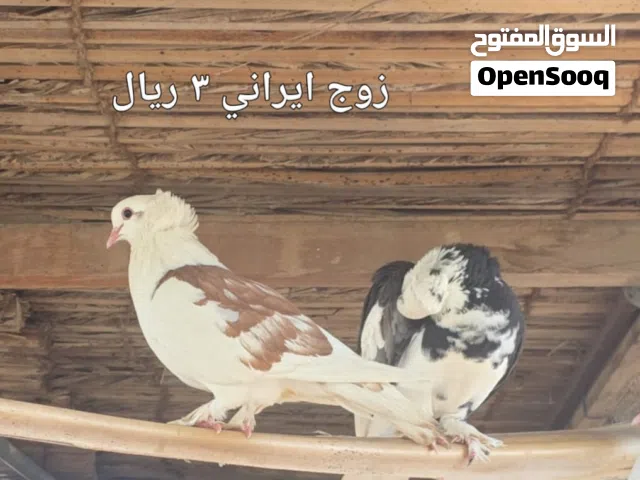 حمام زينه وباكستاني  للبيع شاهد الوصف