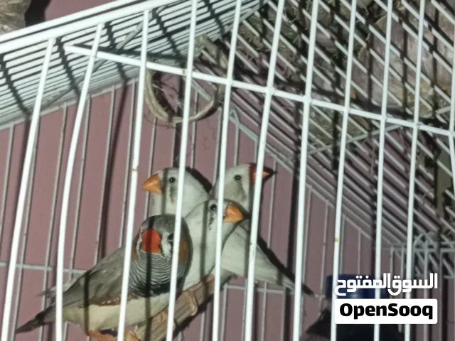 المطريه عين شمس