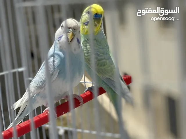 جوز فادجو تبارك الرحمان اوبلاين و مجرب اقرى الوصف
