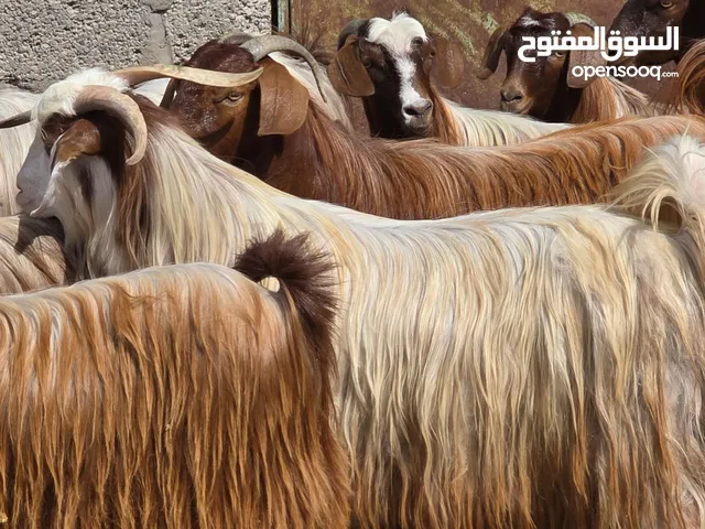 للبيع تيوس محقوصات طعايم اضاحي سمان فول متروسات