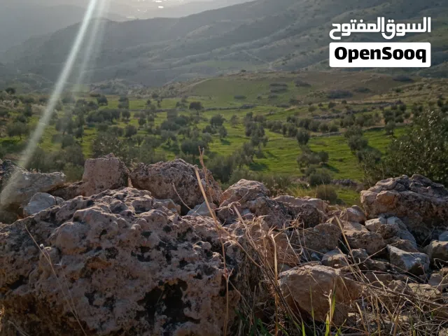 Farm Land for Sale in Jerash Borma