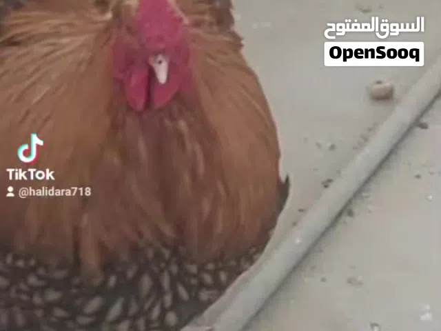 بسم الله ما شاء الله متوفر للبيع: ديك وان دوت الحجم لون مشاء الله
