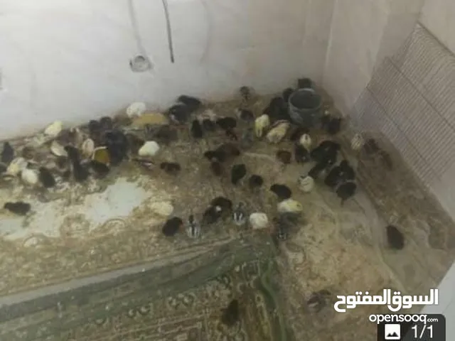 يوجد 300 صوص عمر عشر ايام