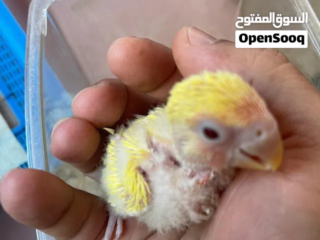 فرخ لفبيرد روز