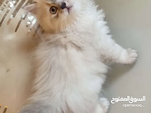 قطط شيرازي ولا هملايا وراغدول بيور ذكور واناث راغدول بيور الأمريكية هملايا وراغدول بيور ذكور ولأناث
