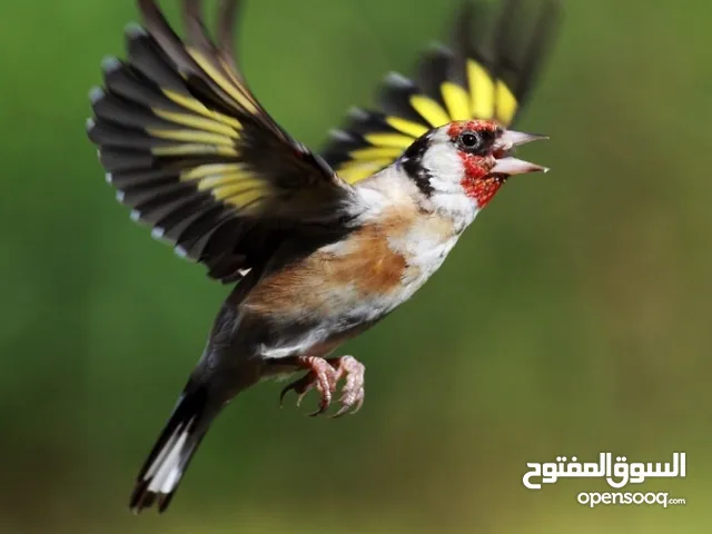 فراخ حسون اوكراني للحجز