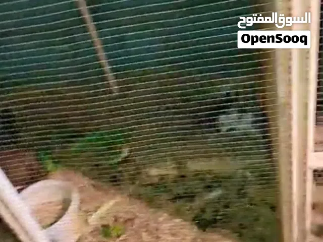 قفص للبيع جديد