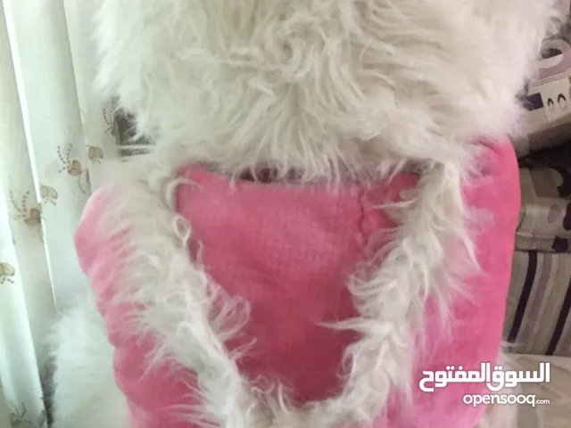 دبدوب كبير شبه مستعمل