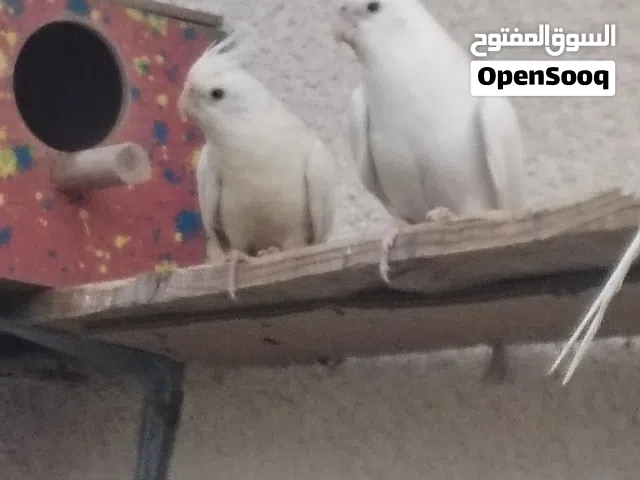كوكتيل الفينو زوج كوكتيل ابيض الفينو عيون حمره
