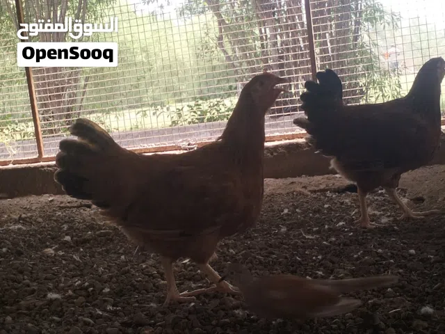 طقم دجاج فرنسي بيور بعمر عشر شهور جاهز