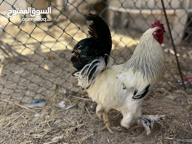 2 ديوك عربيه للبيع