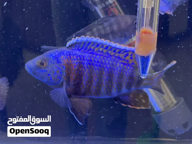 متوفر اسماك زينة جملة للكميات