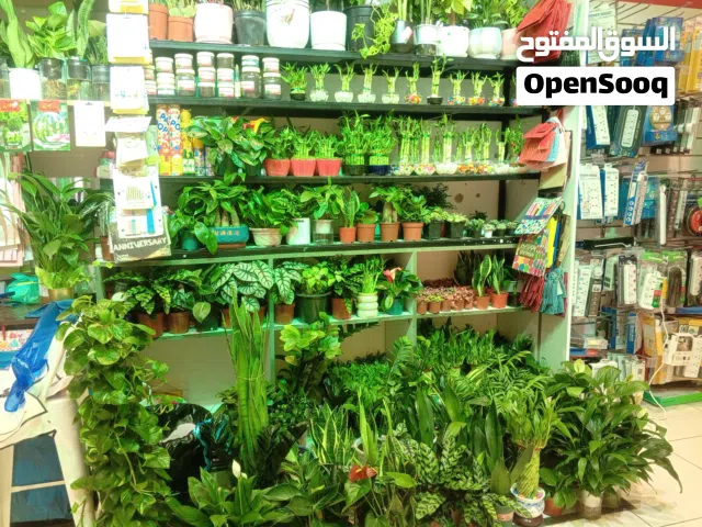 Indoor plants seller UAE