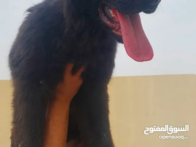 للبيع جيرمن شيبر لونج هير شولاين رويل بلاك الاب من بلجيكا تقليب من اعلى مستوي في سلطنة