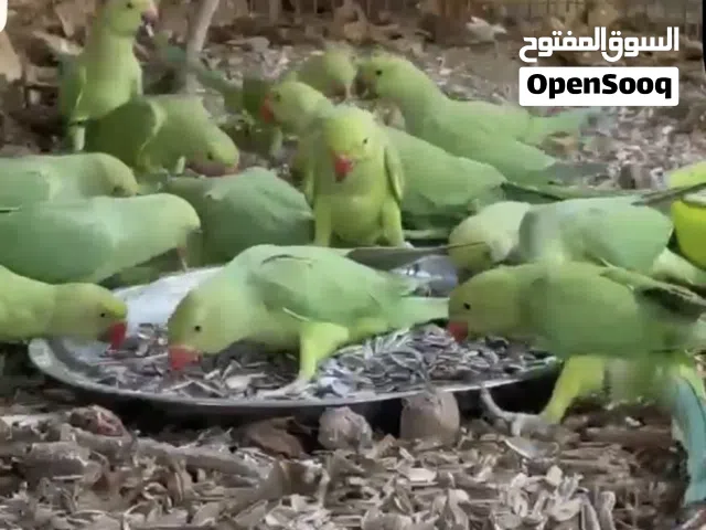 بغبغاء دره للبيع