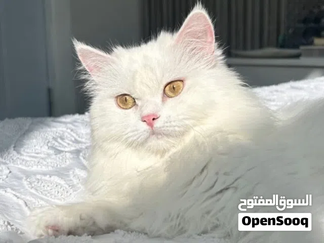 قطة انثى للبيع