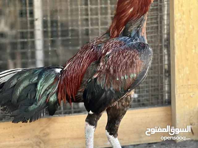 تابع الوصف