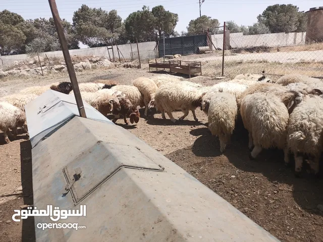 يوجد لدينا اضاحي بلدي لجميع المناسبات الاوزان وزن من 45 إلى 50 إلى 55 قائم بسعر مناسب الموقع ناعور