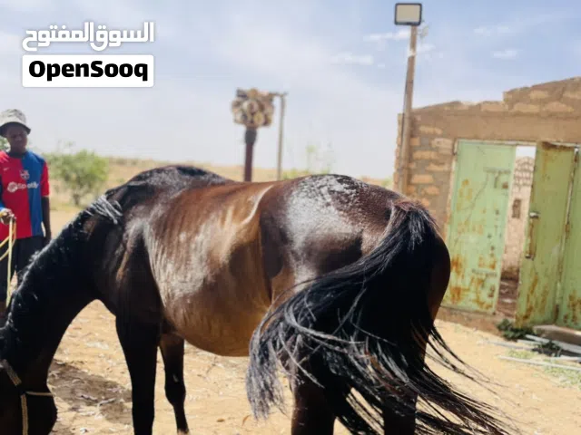موجود فرس انقليزيه انتاج محليه سعر سوم  انتم  مكان زاويه