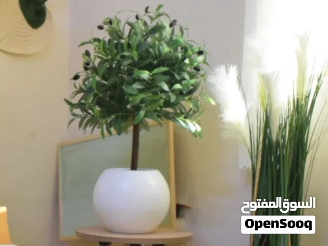 Lamp shade above olive