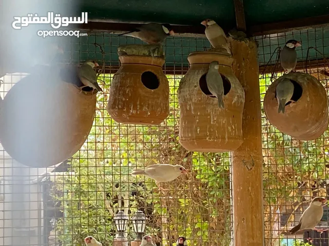 جاوا ابيض اسود سلفر
