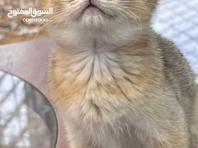 سكوتش تربل فولد أنثى مع أغراضها