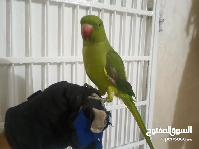 انثى دره هندي منتجه