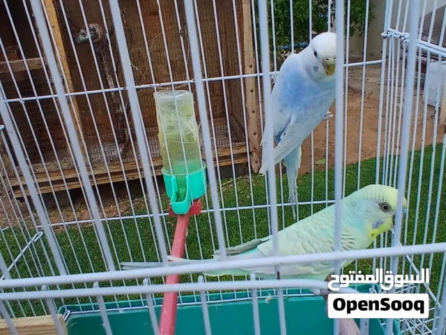 للبيع كوبيه بقلينو 120ارفع اقل خليهم عندي ياكلو ويشربو