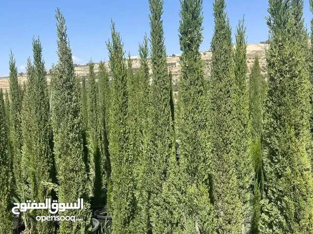 اشجار زينه