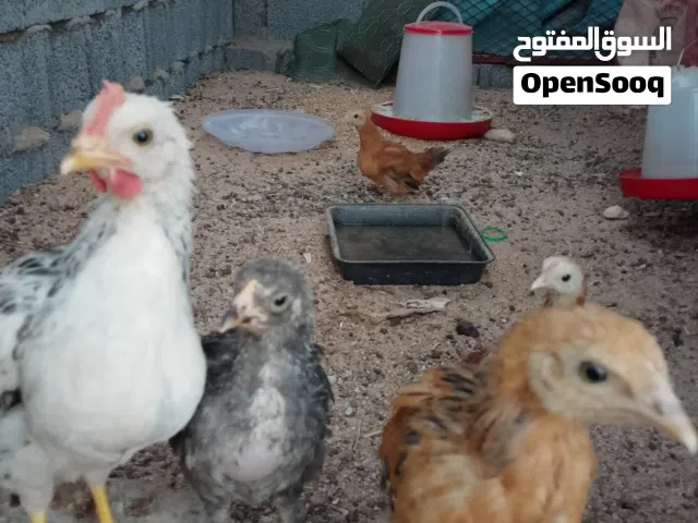 فروخ وصيصان للبيع لايجي الا الصامل