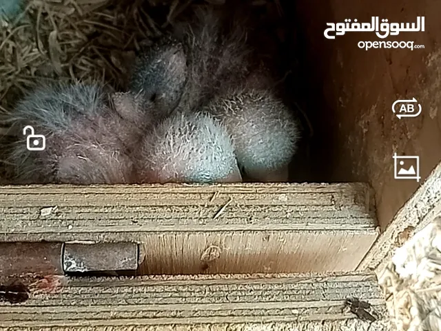 جوز لوفبيرد