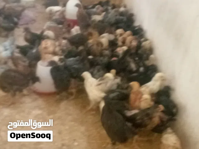 صيصان بلدي عمر شهر ب80قرش اقرا النص عمان جاوا