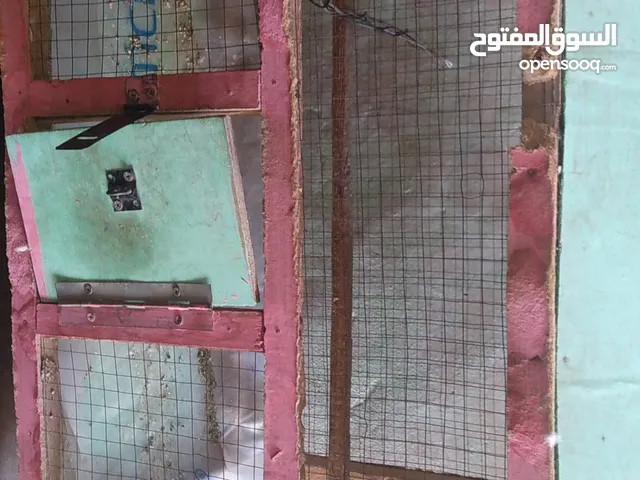 قفص كناري لي البيع مع تنتين بيضات