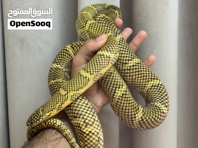 للبيع أليف جدا