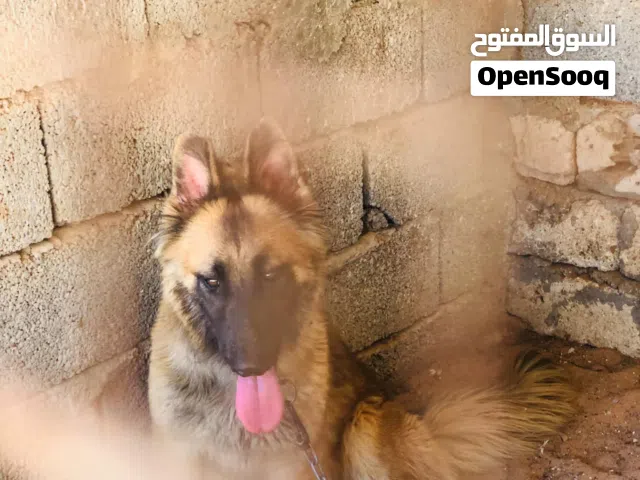 كلبه ولفه ربي يبارك