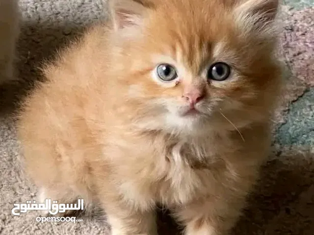 قطه شيرازي