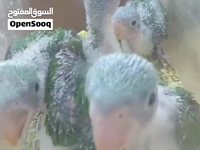 فروخ ببغاء نيبالي
