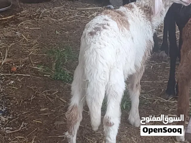 كبش ولد  4 شهور سمين  ماشاء الله