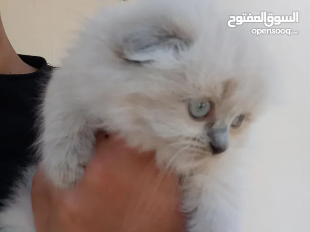 قطط كتنز للبيع مكس سوكتش