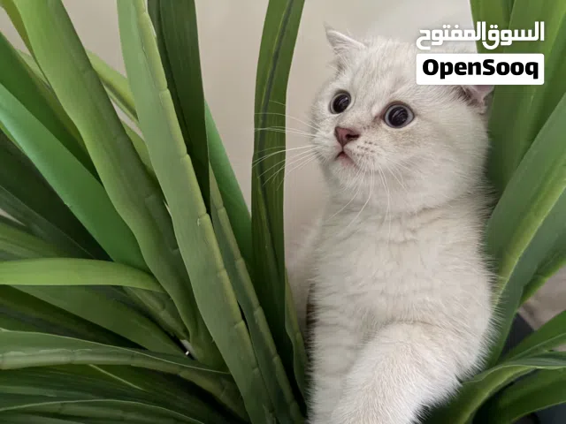 قطط سكوتش فولد صغيره