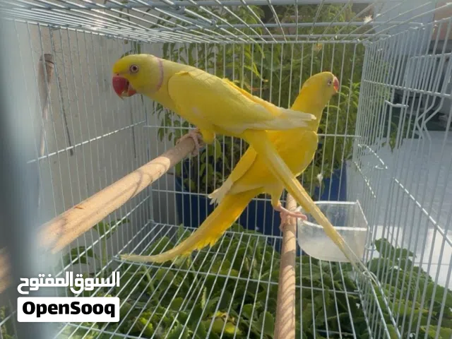 متوفر للبيع زوج متو اصفر منتج 100%