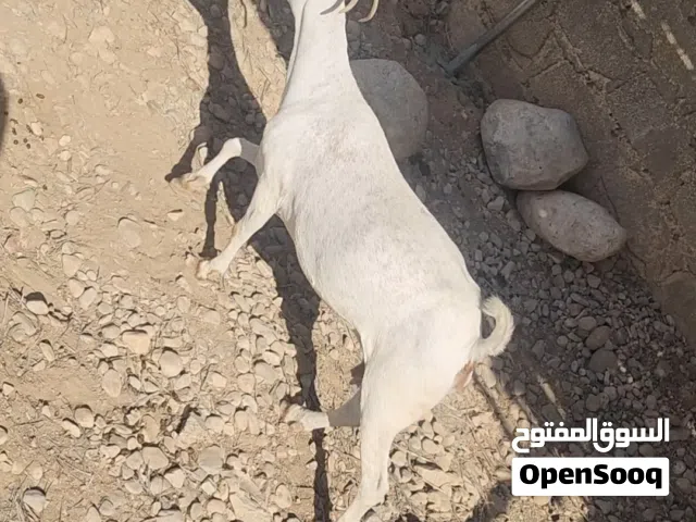 شاه ظفاريه مال صلاله تصلح لتربيه مال حليب