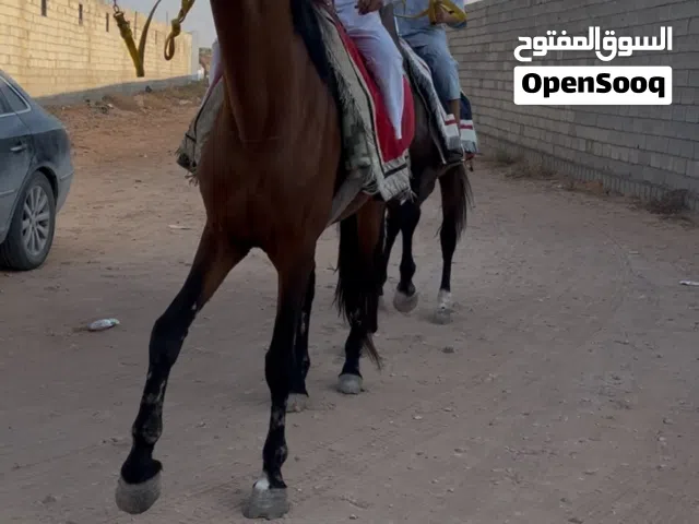 بسم اله مشاء الله حصان للبيع حصان طايب سرج وسيله حصان جراي الله يبارك يركب في تاني منصه في العقد