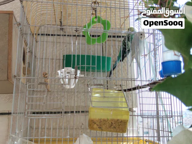 ثلاث اجواز عصافير حب
