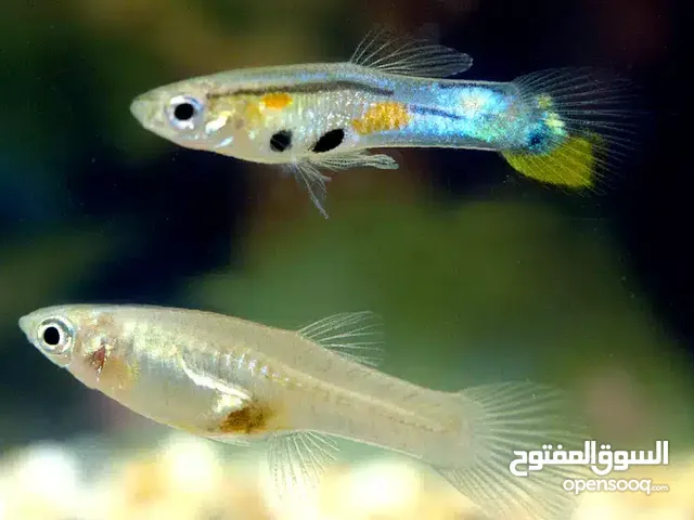 اسماك جوبي توصيل فقط