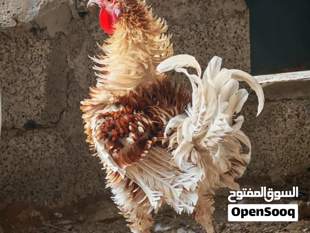 ديكة زينة من سلاله اوروبي مهجن مع عماني