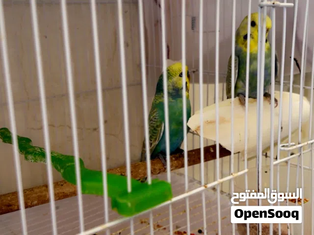 جوز بادجي رينبو