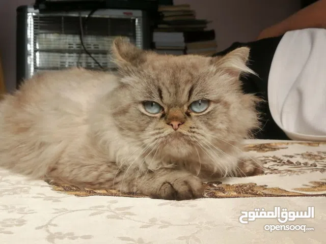 قط همالايا شيرازي للبيع حجم وسط